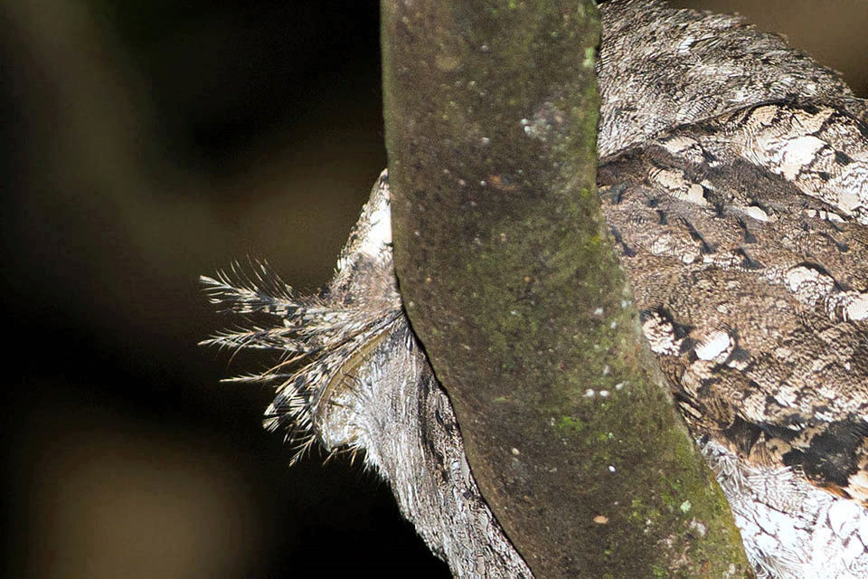 Marbled Frogmouth (Podargus ocellatus)